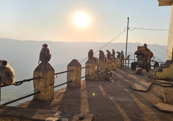 Sonnenaufgang am Savitri Tempel in Pushkar Sonnenaufgang am Savitri Tempel in Pushkar