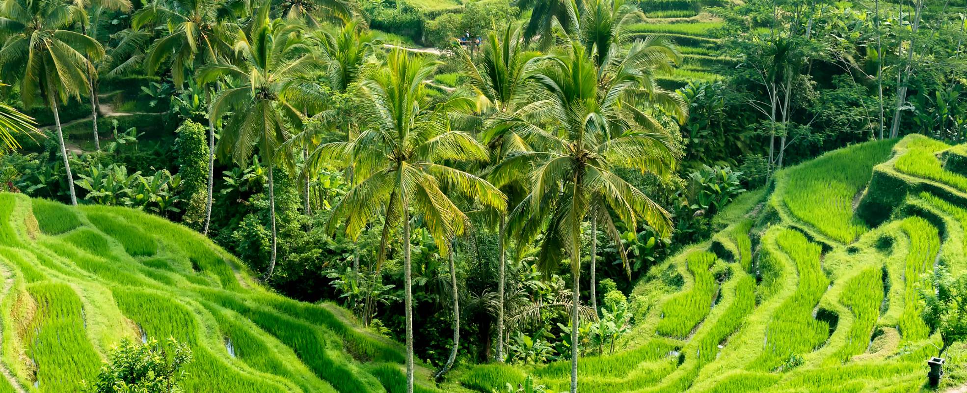 Retreat Bali