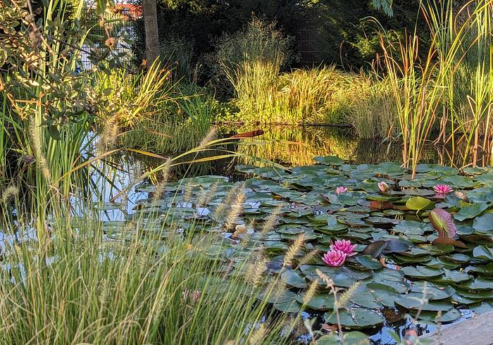 Naturteich im großen Garten Naturteich im großen Garten