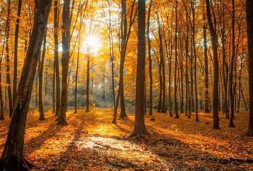 Stilleretreat – Ein herbstlicher Raum für Regeneration Stilleretreat – Ein herbstlicher Raum für Regeneration
