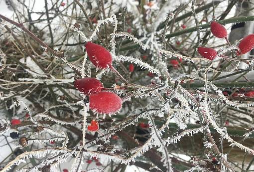 Winterzauber-Retreat mit Yoga, Kakao und Soundhealing Winterzauber-Retreat mit Yoga, Kakao und Soundhealing