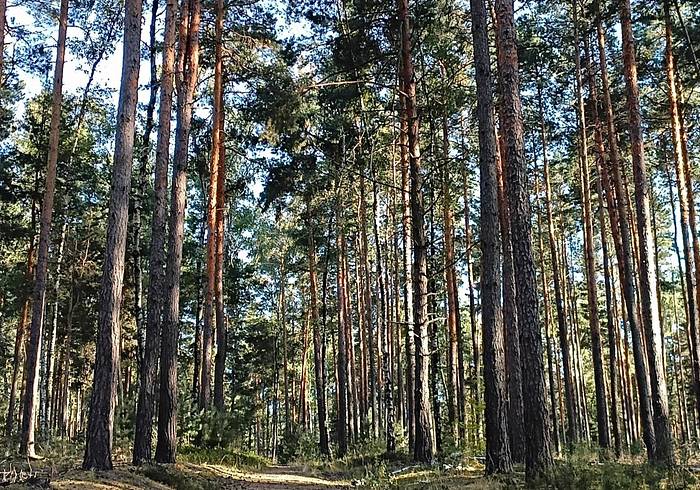 In der Calauer Schweiz werden wir ein ausgiebiges Waldbad nehmen