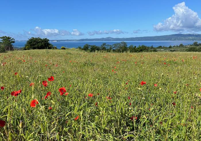 Via Francigena und die reiche Natur