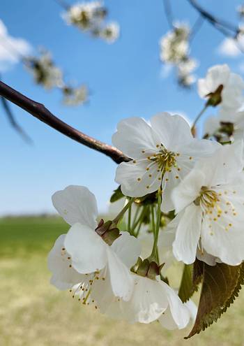 Frühling