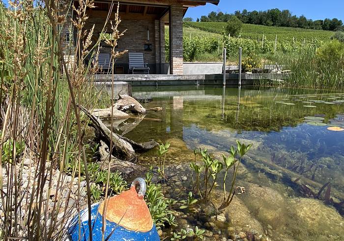 Schwimmteich Schwimmteich