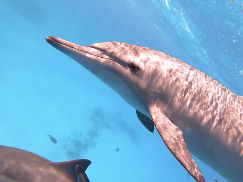 Delfin Yoga Retreat - eine Woche auf einer Yacht im Roten Meer