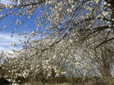 Die Zartheit des Frühlings erleben