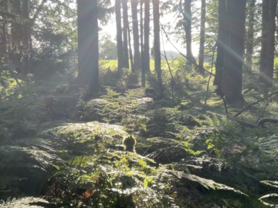 Raus und Fechten – achtsam mit Deiner Natur