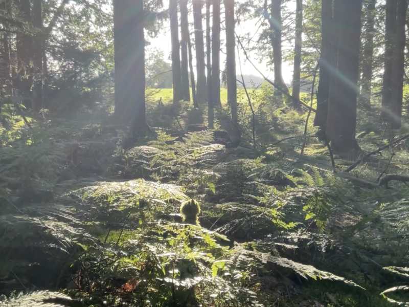 Raus und Fechten – achtsam mit Deiner Natur