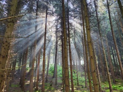 Wald & Seelenauszeit - Klarheit und Intuition in der Natur finden
