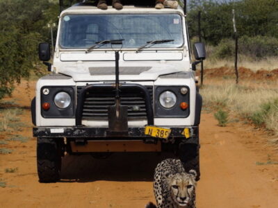 Tierschutz für afrikanische Wildtiere in Namibia - Freiwilligenarbeit