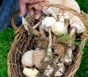 Yoga & Genusstour inmitten der Bergnatur