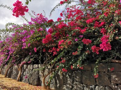 Zeit für berufliche Veränderung: Gönne dir eine Auszeit auf Mallorca und finde deinen Feelgoodjob!
