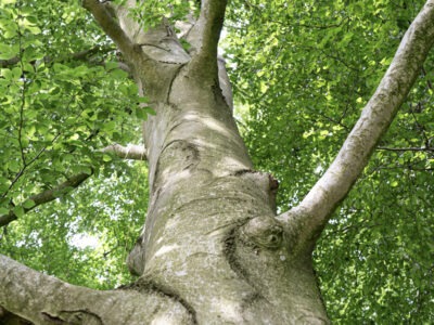 Meet & Lead Your Self – Eine Experience für innere Klarheit und bewusste Selbstführung im K1 Baumhaus Resort, Bergisch Gladbach