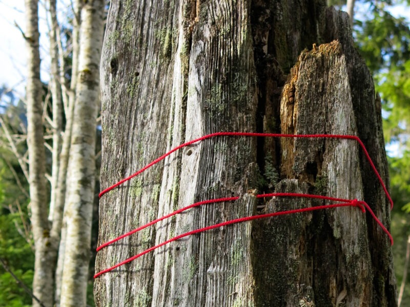 Kunst Natur Retreat im Wald – Achtsame Naturerfahrung und kreative Entfaltung