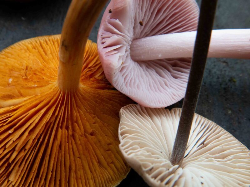 Kunst Natur Retreat im Wald – Achtsame Naturerfahrung und kreative Entfaltung