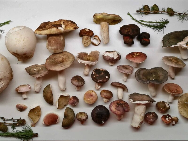 Kunst Natur Retreat im Wald – Achtsame Naturerfahrung und kreative Entfaltung