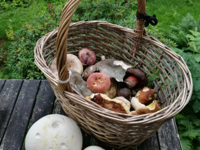 Kunst Natur Retreat Wendland – Achtsame Naturerfahrung und kreative Entfaltung