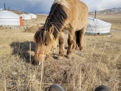 Roots and Radiance - Marokko, Face your Fear - Mongolei