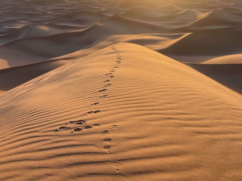 Die Sonne - Dein Weg ins Tun