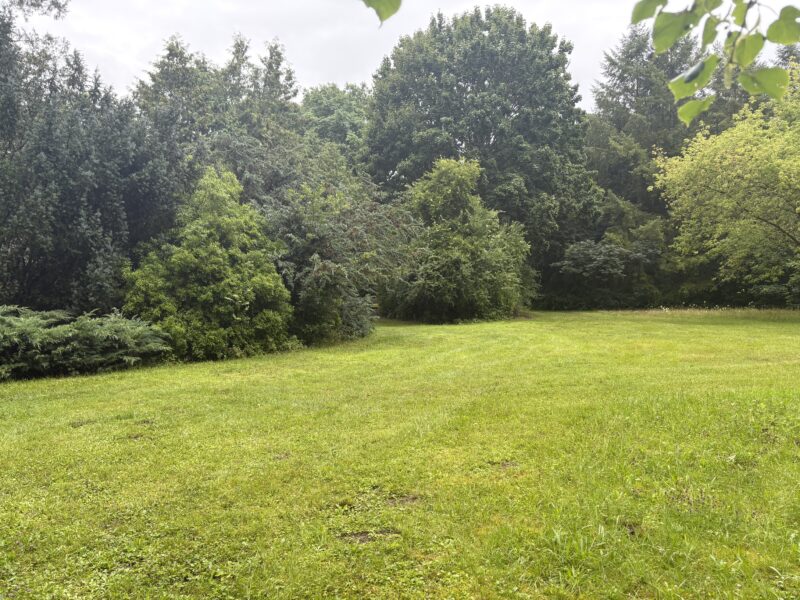 Wo Märchen heilen – Retreat mit märchenbasierten Aufstellungen, sanftem Yoga und Wald-Gesundheitstraining