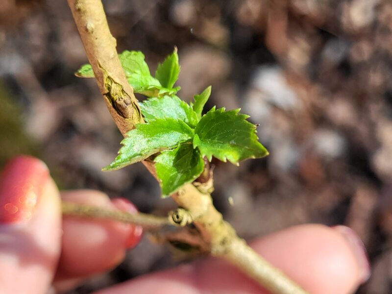 Entdecke den Rhythmus der Natur in dir – Jahreskreis-Retreat vom 17. -19. April 2026 im Schiefergebirge
