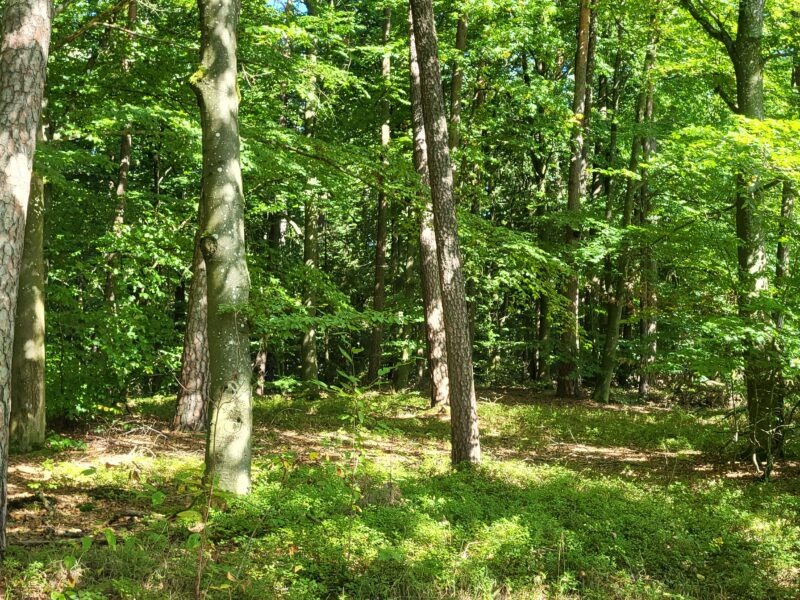 Entdecke den Rhythmus der Natur in dir – Jahreskreis-Retreat vom 17. -19. April 2026 im Schiefergebirge