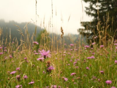 Yoga & Silent Mountain Retreat