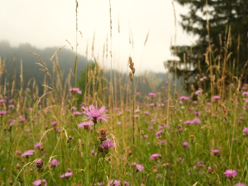 Yoga & Silent Mountain Retreat