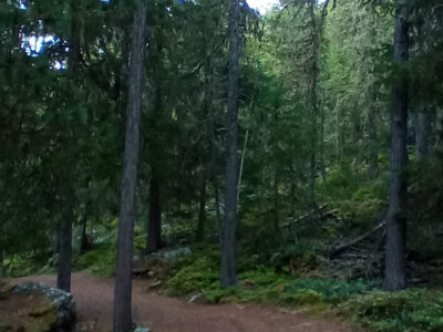 Erfahre die Wesen des Waldes - spirituelle Waldbaden-Retreats in der Schweiz
