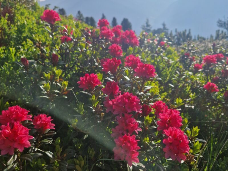 BERG-RETREAT Zillertal 1800m | Qigong, Meditation, Klang & Wandern |HEIMKEHR ZU DIR SELBST