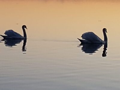 MindMoveArt-Sommerretreat: Kraft & Leichtigkeit