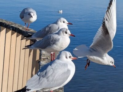 MindMoveArt-Sommerretreat: Kraft & Leichtigkeit