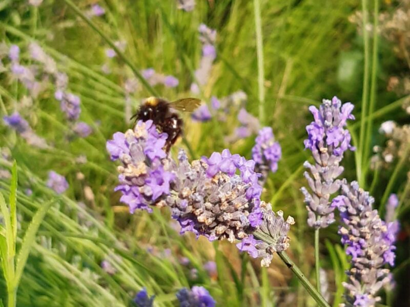 "Zurück zu deinen Wurzeln" Die 7-Sinne-Auszeit für Frauen