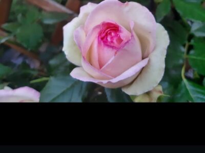 "Zurück zu deinen Wurzeln" Die 7-Sinne-Auszeit für Frauen