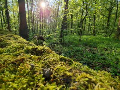 Sommer-Retreat RECONNECT YOURSELF: Meditation, Stille und Natur für innere Stärke und Anbindung