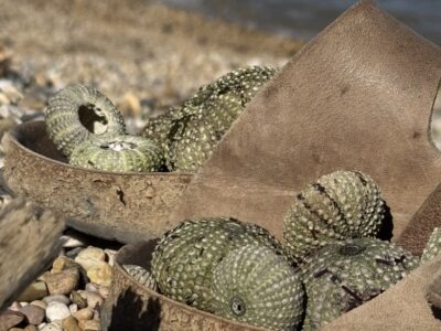 Soulmagie Retreat in der Natur| 3-7 Juni 26| Yoga, Meditation, Kakaoreisen & Soulportrait