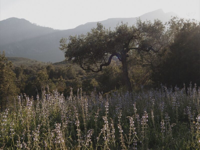 Soulmagie Retreat | 3-7 Juni 26| Dein Erinnern - Schamanische Rituale x Seelenportrait
