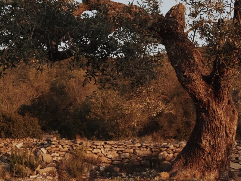 Soulmagie Retreat | 3-7 Juni 26| Dein Erinnern - Schamanische Rituale x Seelenportrait