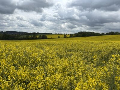Begleitetes Fasten & Detox-Auszeit im Harz - Bewusste Regeneration für Körper und Geist
