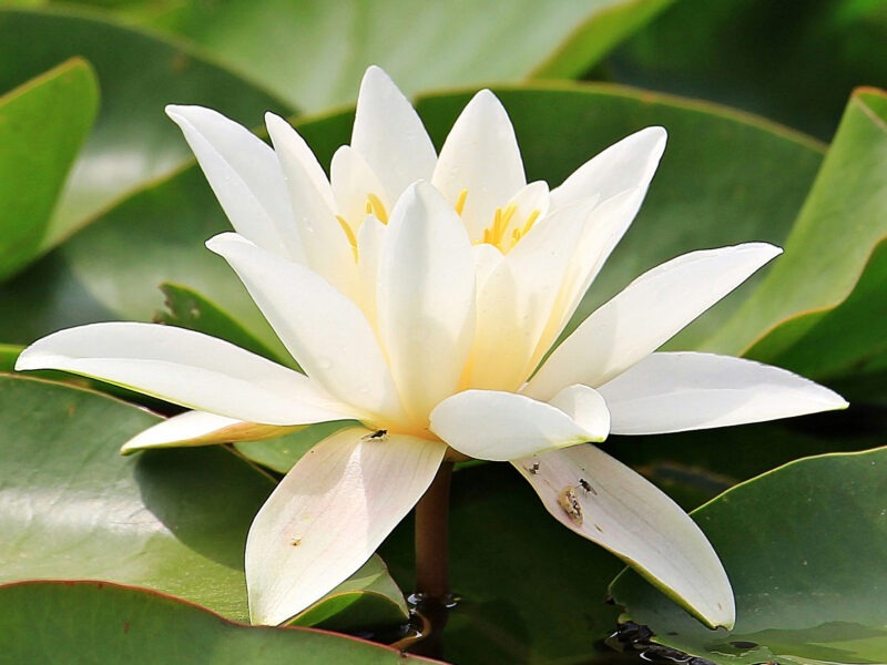 Energetic Clearing Retreat mit Krishnananda aus Indien