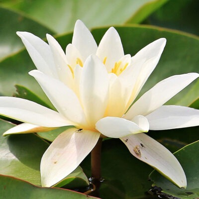 Krishnananda