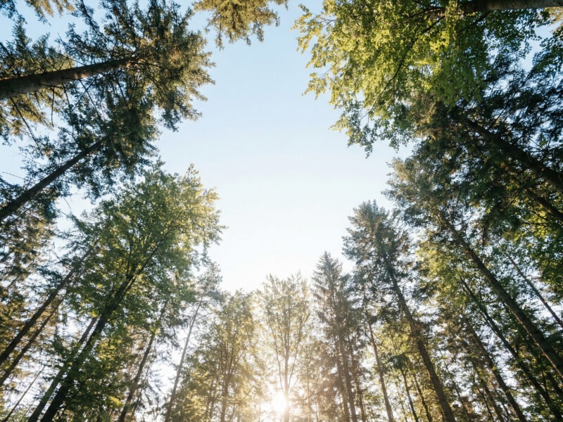 ANALOGE INTELLIGENZ® ist ein Leadership Retreat für Führungskräfte, die nicht mehr nur funktionieren, sondern wieder klar, authentisch und wirksam führen wollen. Drei Tage radikal spüren. Drei Tage Klarheit gewinnen.