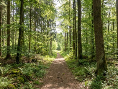 ANALOGE INTELLIGENZ® ist ein Leadership Retreat für Führungskräfte, die nicht mehr nur funktionieren, sondern wieder klar, authentisch und wirksam führen wollen. Drei Tage radikal spüren. Drei Tage Klarheit gewinnen.