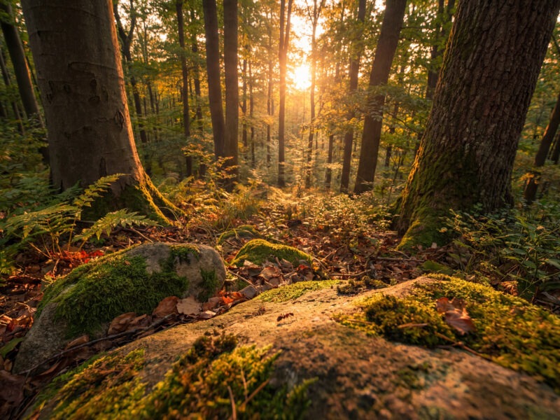 ANALOGE INTELLIGENZ® ist ein Leadership Retreat für Führungskräfte, die nicht mehr nur funktionieren, sondern wieder klar, authentisch und wirksam führen wollen. Drei Tage radikal spüren. Drei Tage Klarheit gewinnen.