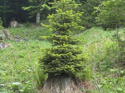 Analoge Intelligenz® – Leadership Retreat für Führungskräfte | 3 Tage radikales Spüren