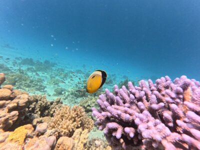 Awakening Memories Im Meer zu mir - Eine Reise zurück in deine Leichtigkeit