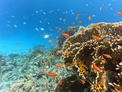 Awakening Memories Im Meer zu mir - Eine Reise zurück in deine Leichtigkeit