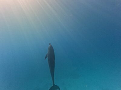 Awakening Memories Im Meer zu mir - Eine Reise zurück in deine Leichtigkeit