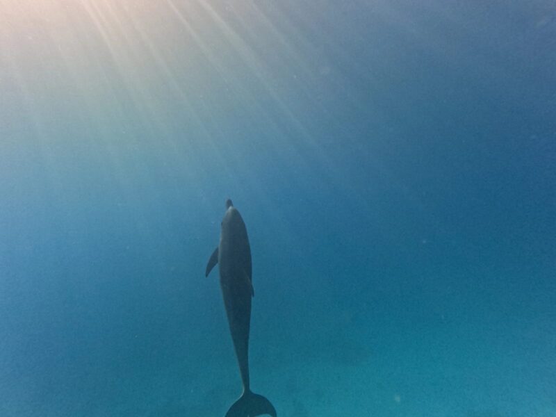Awakening Memories Im Meer zu mir - Eine Reise zurück in deine Leichtigkeit
